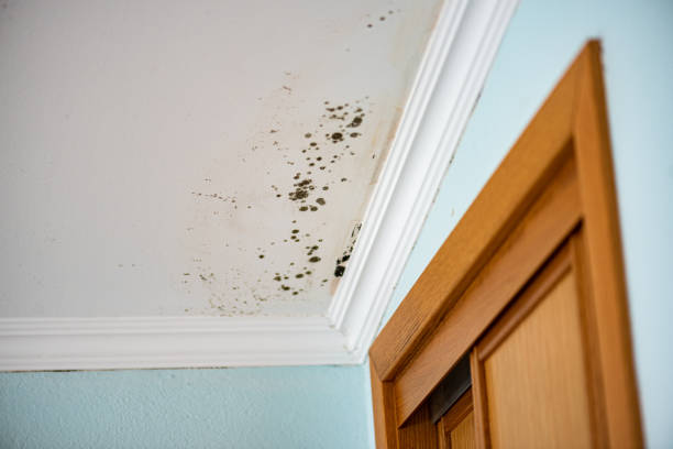 Office Mold Removal Services in Washington, UT