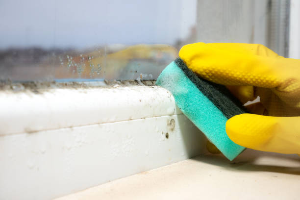 Professional Mold Removal in Washington, UT